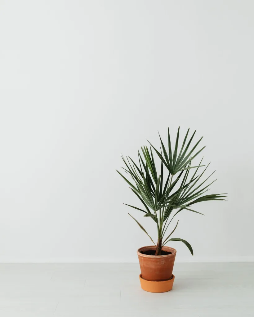Raphis Palm, Lady Palm