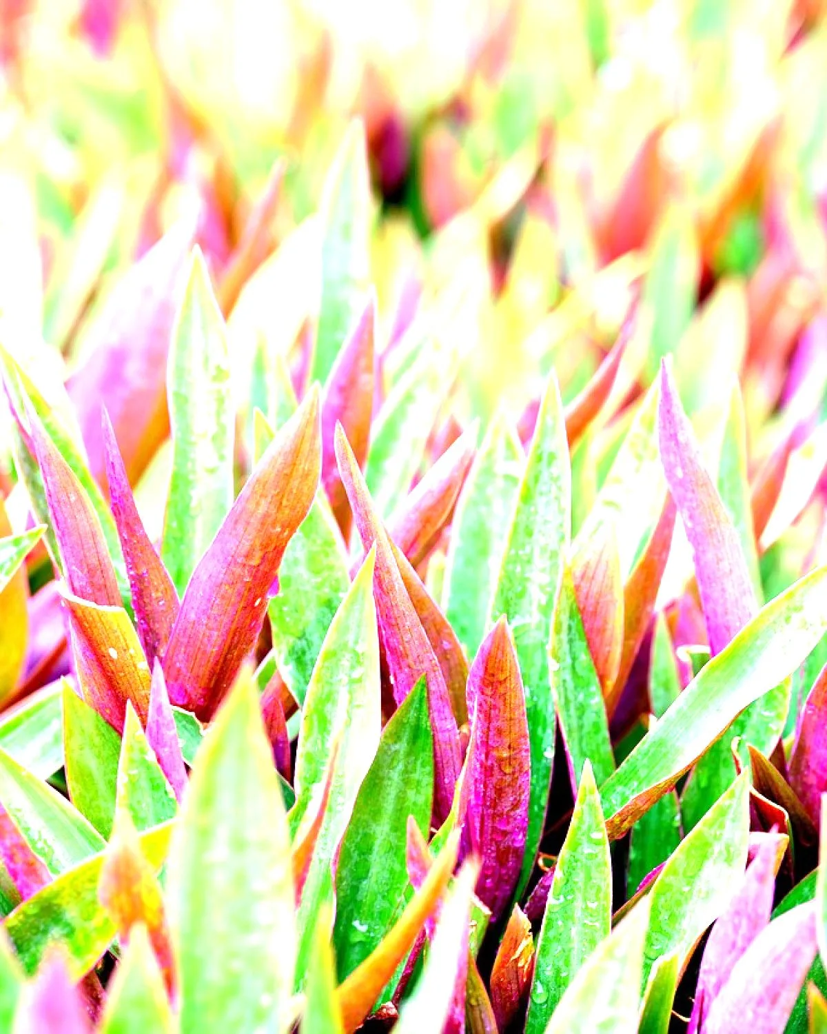 Rhoeo Plant, Rhoeo discolor Compacta