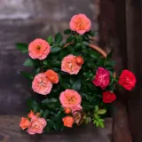 Rose (Dark Pink) Plant