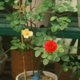 Rose (Dark Pink) Plant