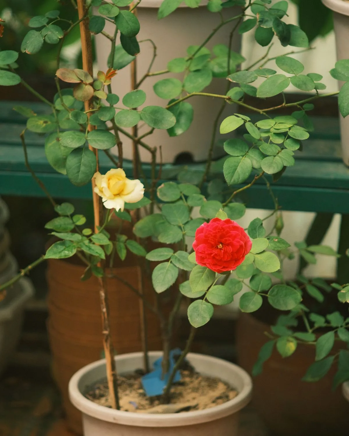 Rose (Dark Pink) Plant