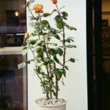 Rose (Light Yellow)