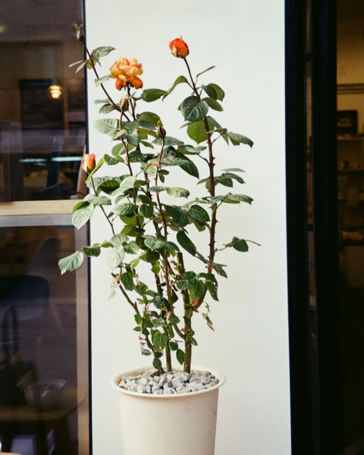 Rose (Light Yellow)