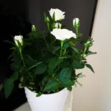 Rose (Light Yellow)
