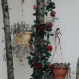 Rose (Maroon)