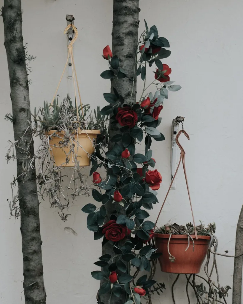 Rose (Maroon)