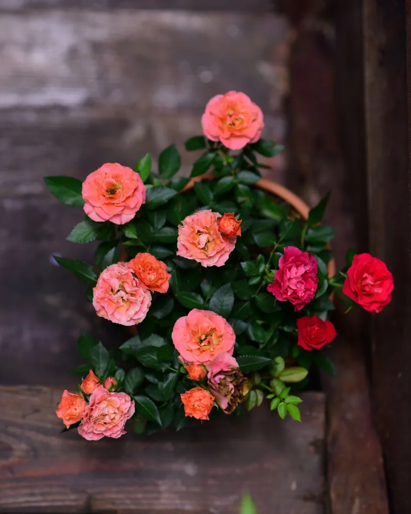 Rose (Orange)
