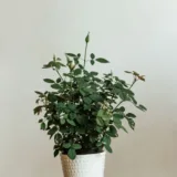 Rose (Orange)