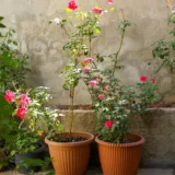 Rose (Pink)