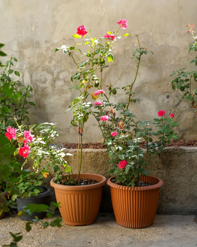 Rose (Pink)