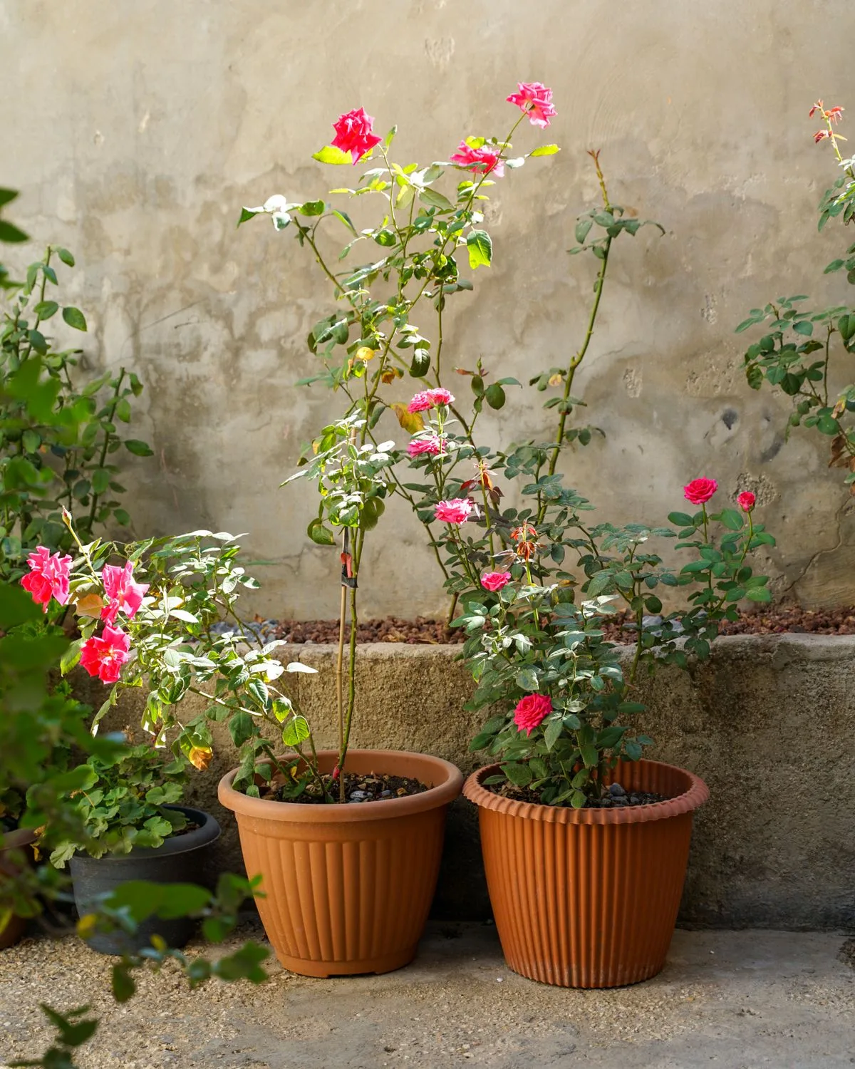 Rose (Pink)