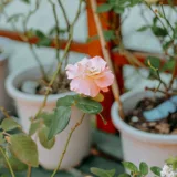 Rose (Pink)