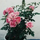 Rose (White)