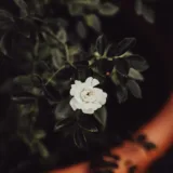 Rose (White)