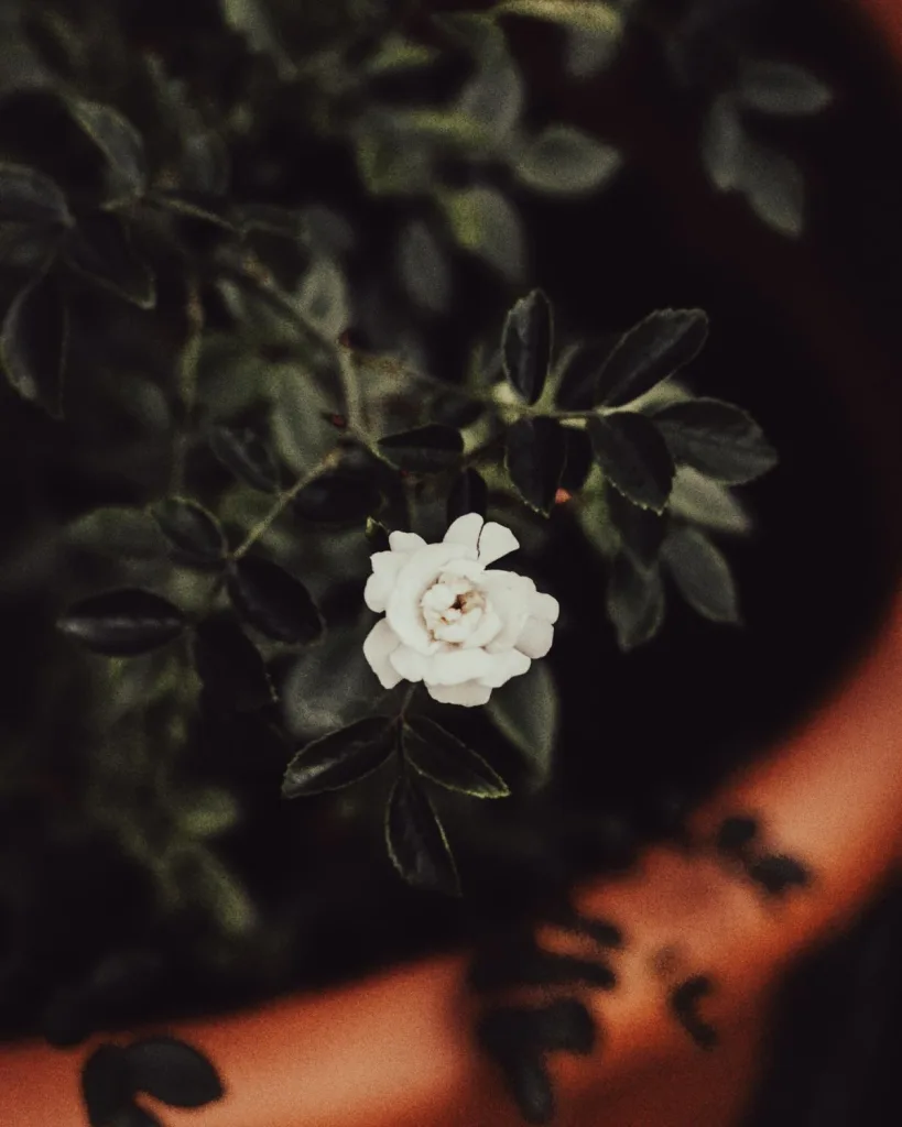 Rose (White)