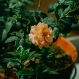 Rose (Yellow)