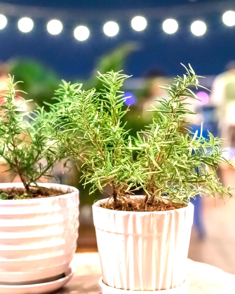 Rosemary