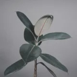 Rubber Plant (Burgundy)