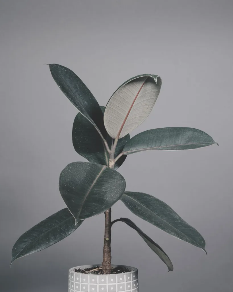 Rubber Plant (Burgundy)