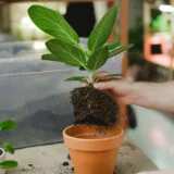 Rubber Plant (Green)