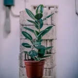 Rubber Plant (Green)