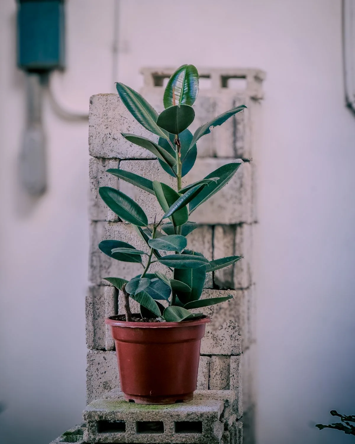 Rubber Plant (Green)