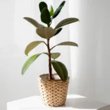 Rubber Plant (Ruby)