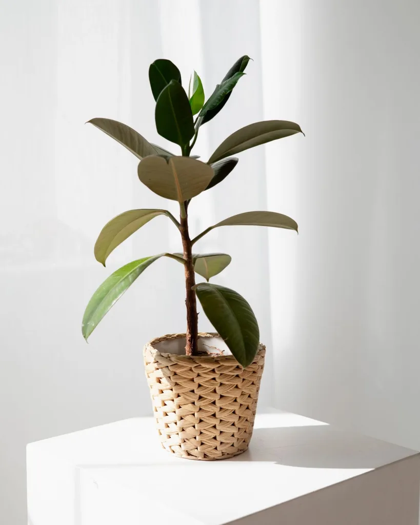 Rubber Plant (Ruby)