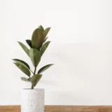 Rubber Plant (Shivereana)