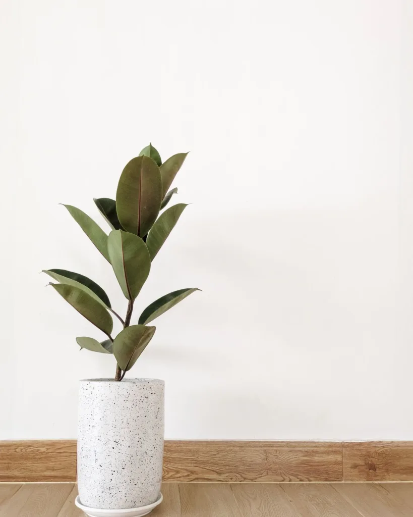 Rubber Plant (Shivereana)