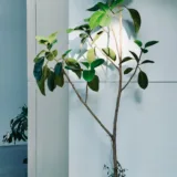 Rubber Plant (Shivereana)
