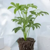 Schefflera