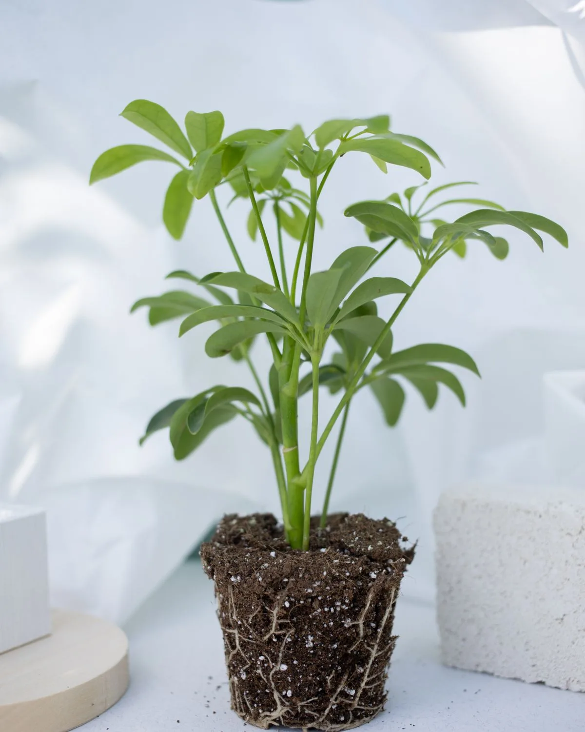 Schefflera