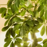 Schefflera