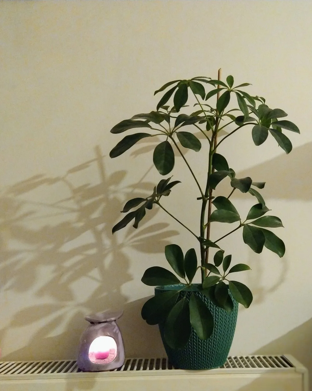 Schefflera Variegated