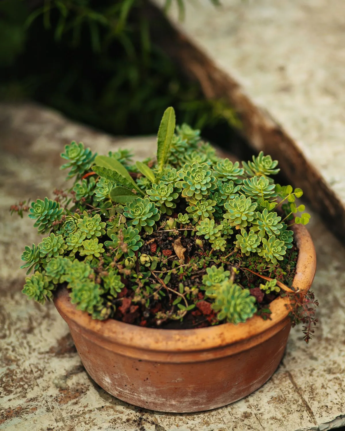 Sedum adolphii
