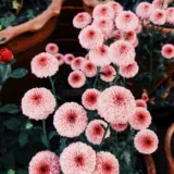 Shevanti, Chrysanthemum (Pink)