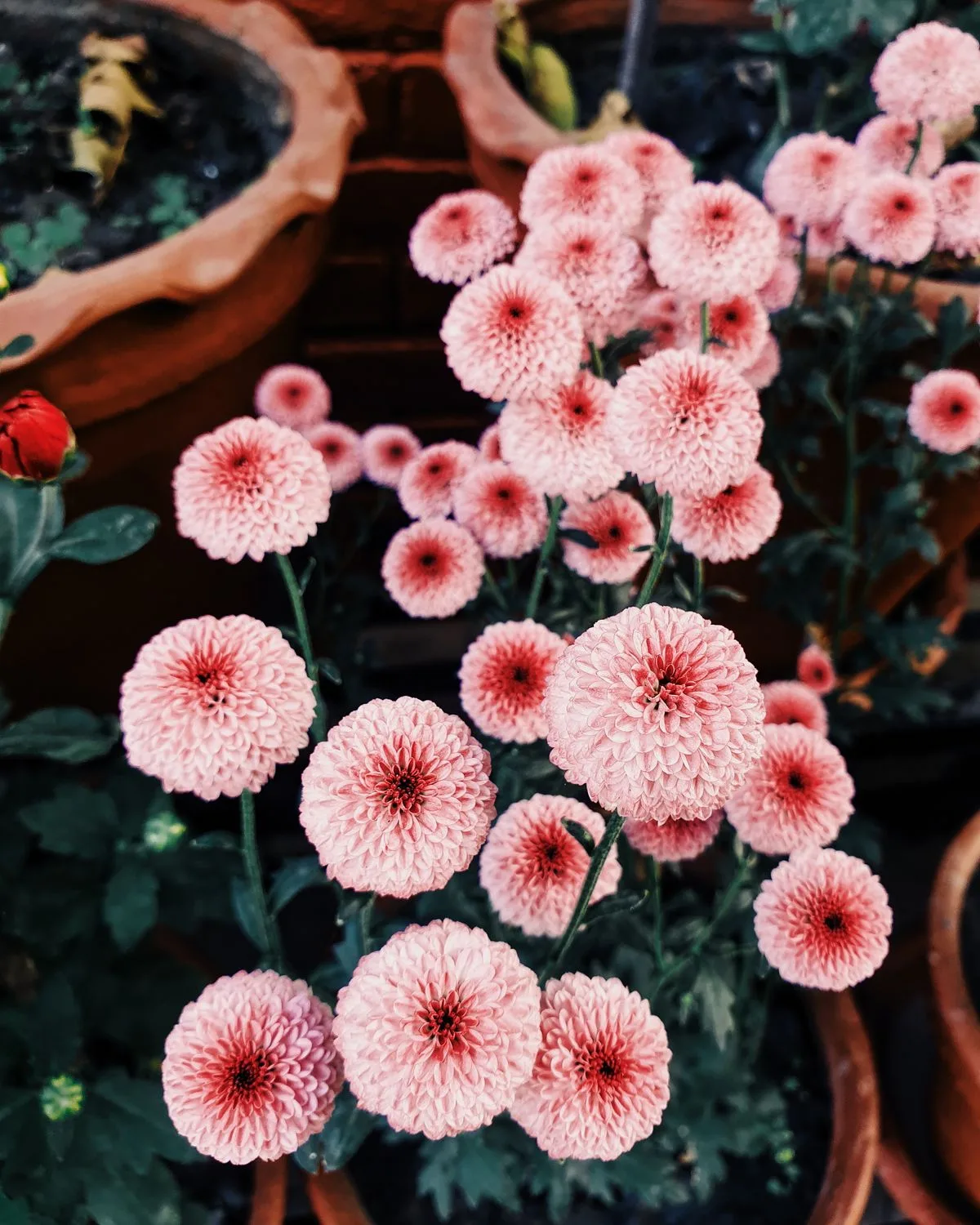 Shevanti, Chrysanthemum (Pink)