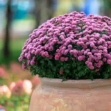 Shevanti, Chrysanthemum (White)