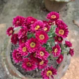 Shevanti, Chrysanthemum (White)