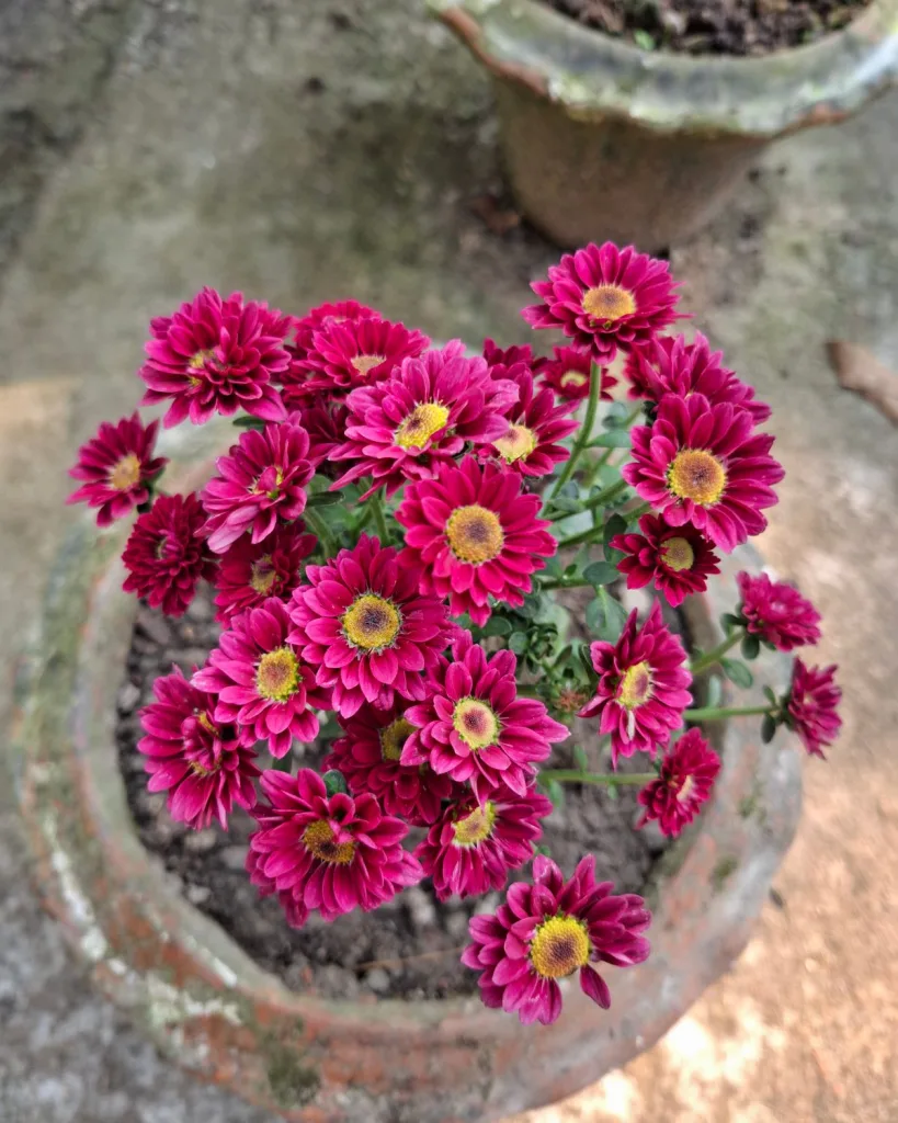 Shevanti, Chrysanthemum (White)