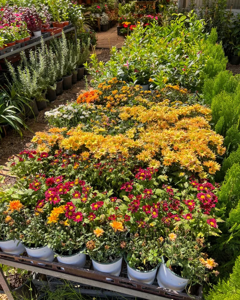 Shevanti, Chrysanthemum (Wine Color)