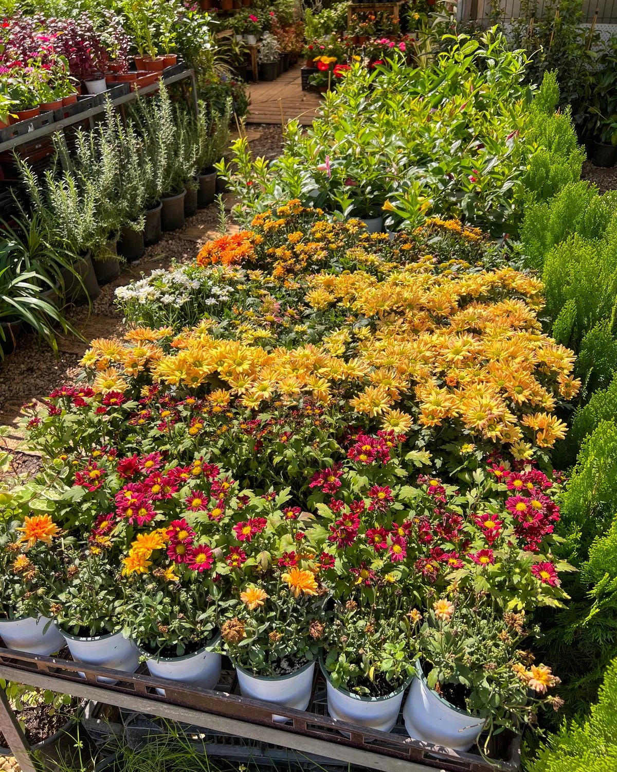 Shevanti, Chrysanthemum (Wine Color)