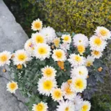 Shevanti, Chrysanthemum (Wine Color)