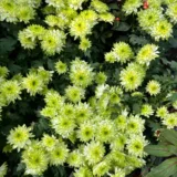 Shevanti, Chrysanthemum (Yellow)