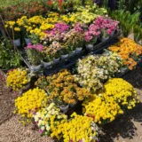 Shevanti, Chrysanthemum (Yellow)