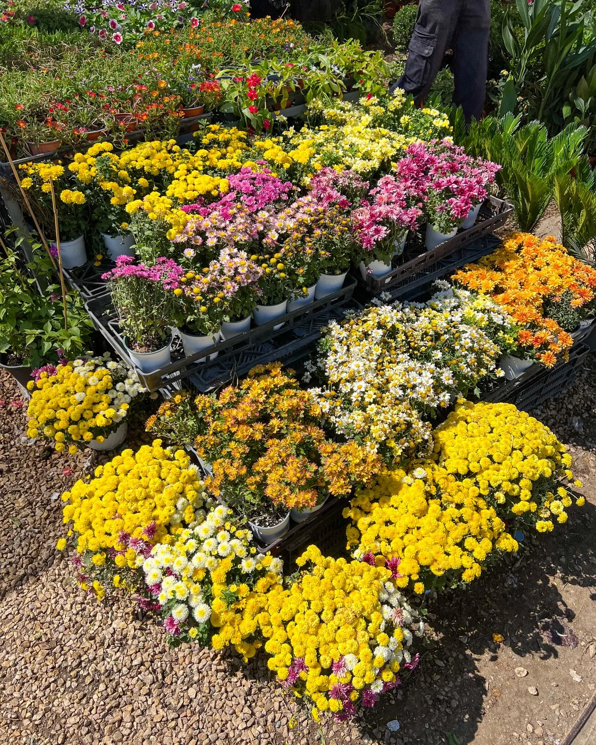 Shevanti, Chrysanthemum (Yellow)