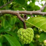 Sitaphal, Annona squamosa (Grafted)