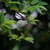 Sitaphal, Annona squamosa (Grafted)