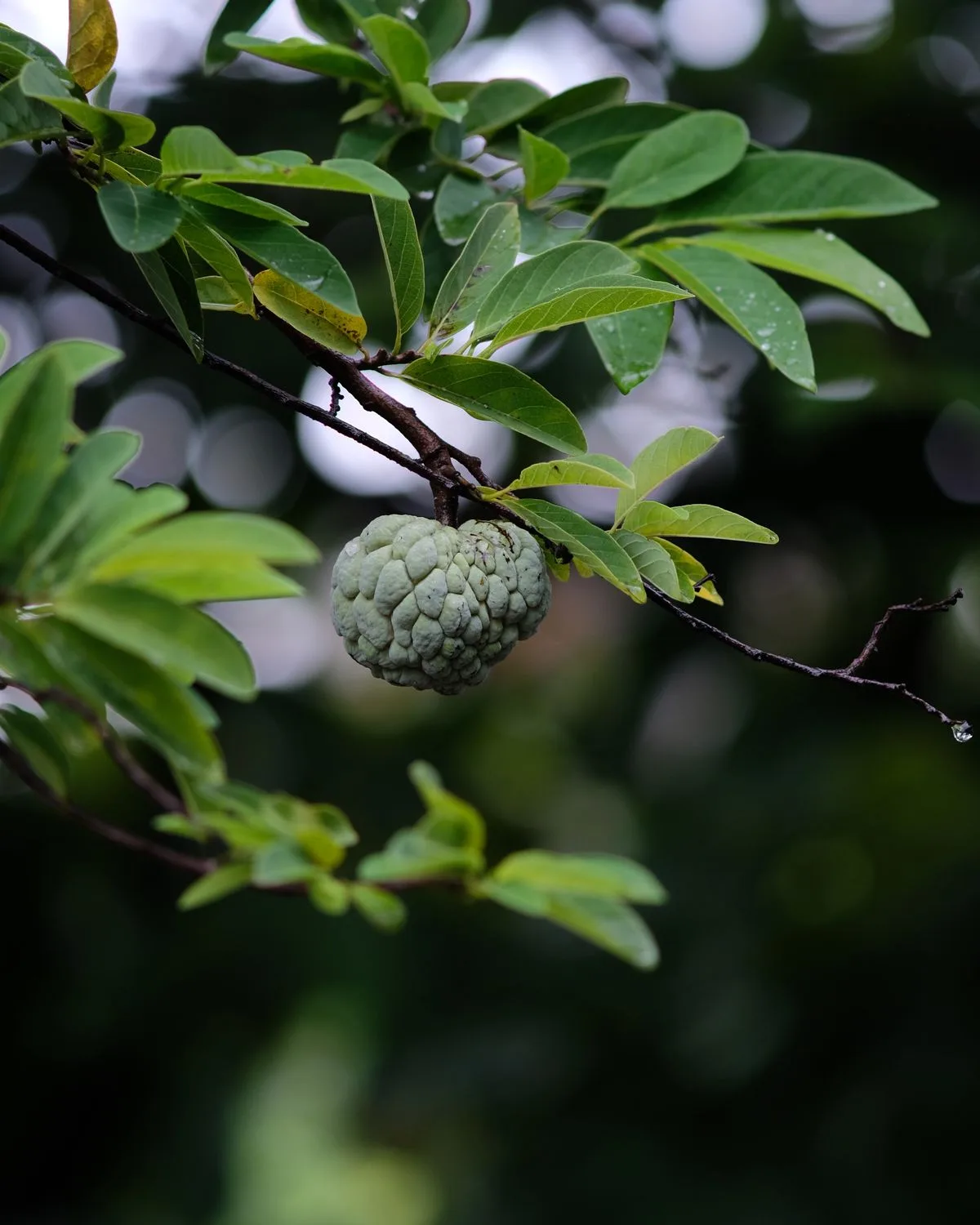 Sitaphal, Annona squamosa (Grafted)